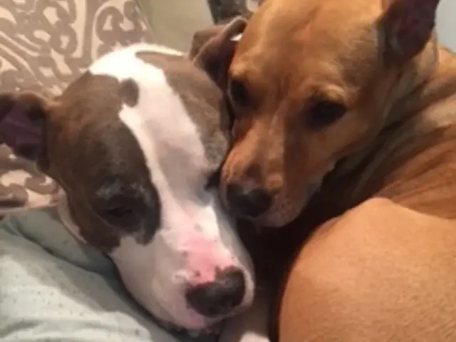 Dozer & Penny